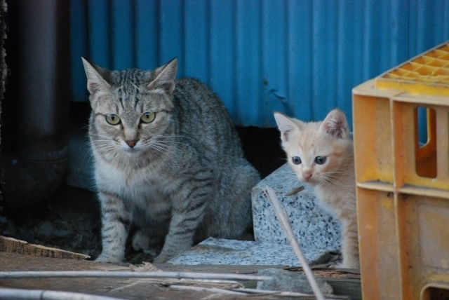 しまむらホイホイはネコも大好きなんです 猫が好きすぎて困ってます W